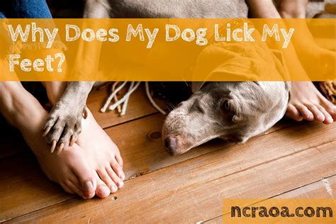 why does my dog lick my nipple|Why Is My Pregnant Dog Licking Her Nipples